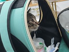 -瑞派宠物医院·24h·骨外科·皮肤科·全科宠物医疗转诊中心(沈阳浑南院)