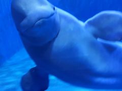 -多彩贵州城极地海洋世界