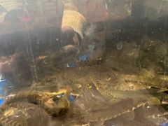 -周记老沈阳焦火鸡架