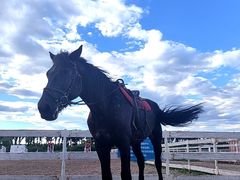 -月河湾马术俱乐部(朝阳店)