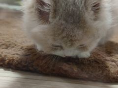-屋虎猫馆(宝安大仟里店)