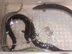 -金韩雅·烤肉·烤活鳗鱼(万达店)