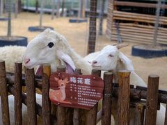 -荷兰花海