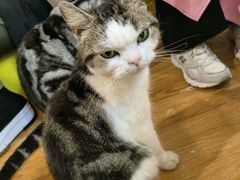 -萌喵宠狗爱心宠咖