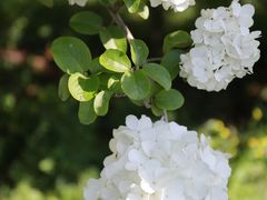 -上海滨江森林公园