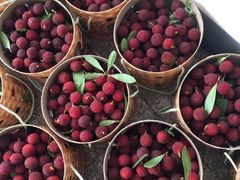 -西山樟坞健康果园枇杷杨梅采摘