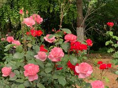 -大槐树寻根祭祖园