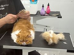 -comecome来吧宠物(奥克斯中心店)