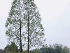 -中国天府农业博览园