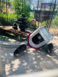 -萌宠亲子动物乐园(槐房万达店)