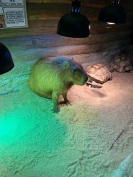 -Zoolung Zoolung动物主题公园(海信广场店)