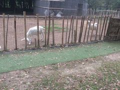 小动物-鸿华度假酒店