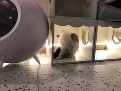 -喵喵咪呀布偶猫咖(春熙路店)
