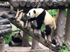 -都江堰中华大熊猫苑