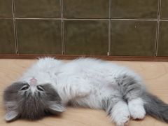 -帕帕拉兹宠物(亚洲旗舰店)