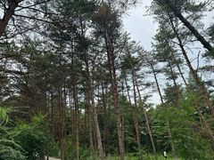 -帽儿山国家森林公园