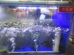 -石锅苗苗鱼(武汉首店)