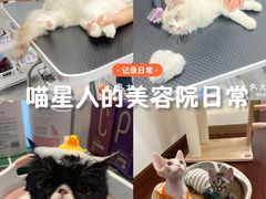 -山宅一喵德文卷毛猫舍