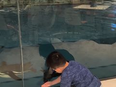 -帝企鹅自助餐厅•儿童岛•真企鹅(长隆企鹅酒店)