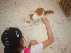 -飞行喵MR PILOT|猫舍·猫咖(静安大融城店)