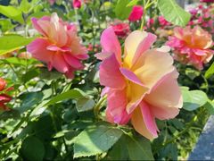 -莲花池公园