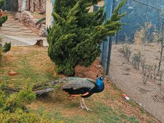 -西霞口神雕山野生动物世界