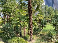 -新虹桥中心花园