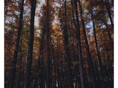 -上海共青森林公园