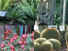 -北京植物园-展览温室