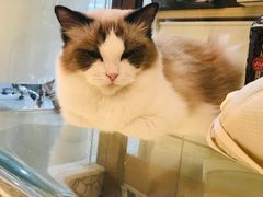-momokira米努特·德文卷毛猫·棉花面纱犬