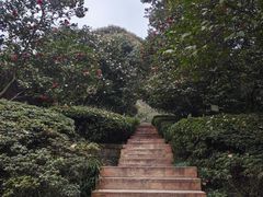 -南山植物园