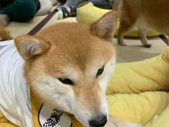 -逗柴咖啡屋·狗咖猫咖宠物桌游