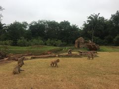 -海南热带野生动植物园