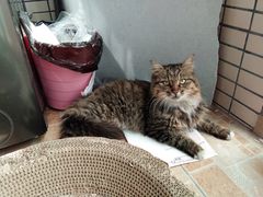 -关爱宠物医院·猫科中心·消化科(滨湖万达分院)