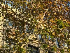 -老吉士酒家(天平路店)