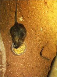 -酷嗒动物文化乐园(cutezoo西溪乐天城店)