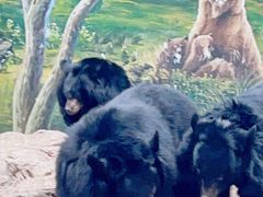 -鄂尔多斯野生动物园