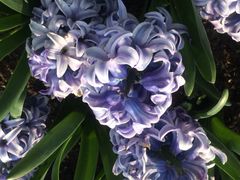iphone_upload_pic-上海鲜花港