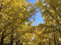 -三里屯东五街银杏大道