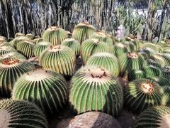 -深圳仙湖植物园