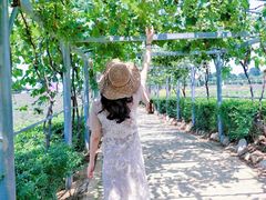 -曲江薰衣草庄园