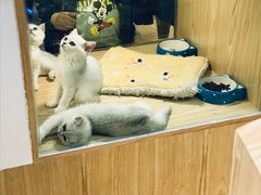 -屋虎猫馆(宝安大仟里店)