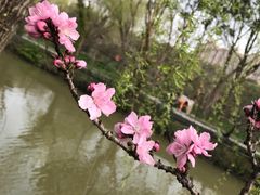 -南汇桃花村