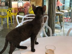 -喵屿·大理花园猫咖