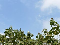 -桤木河湿地公园