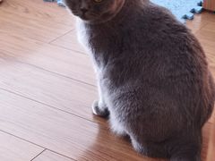 -瑞派天使宠物医院·神经外科·骨科·核磁(洛川中路店)