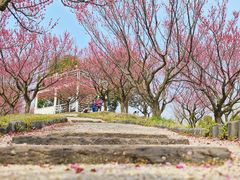 -花开海上生态园