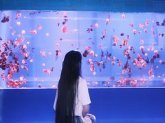 -左海海底世界