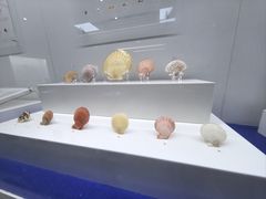 -贝壳王国博物馆
