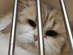 -十月米努特矮脚猫舍